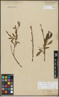 Foto von Salix alba L. x Salix fragilis L.